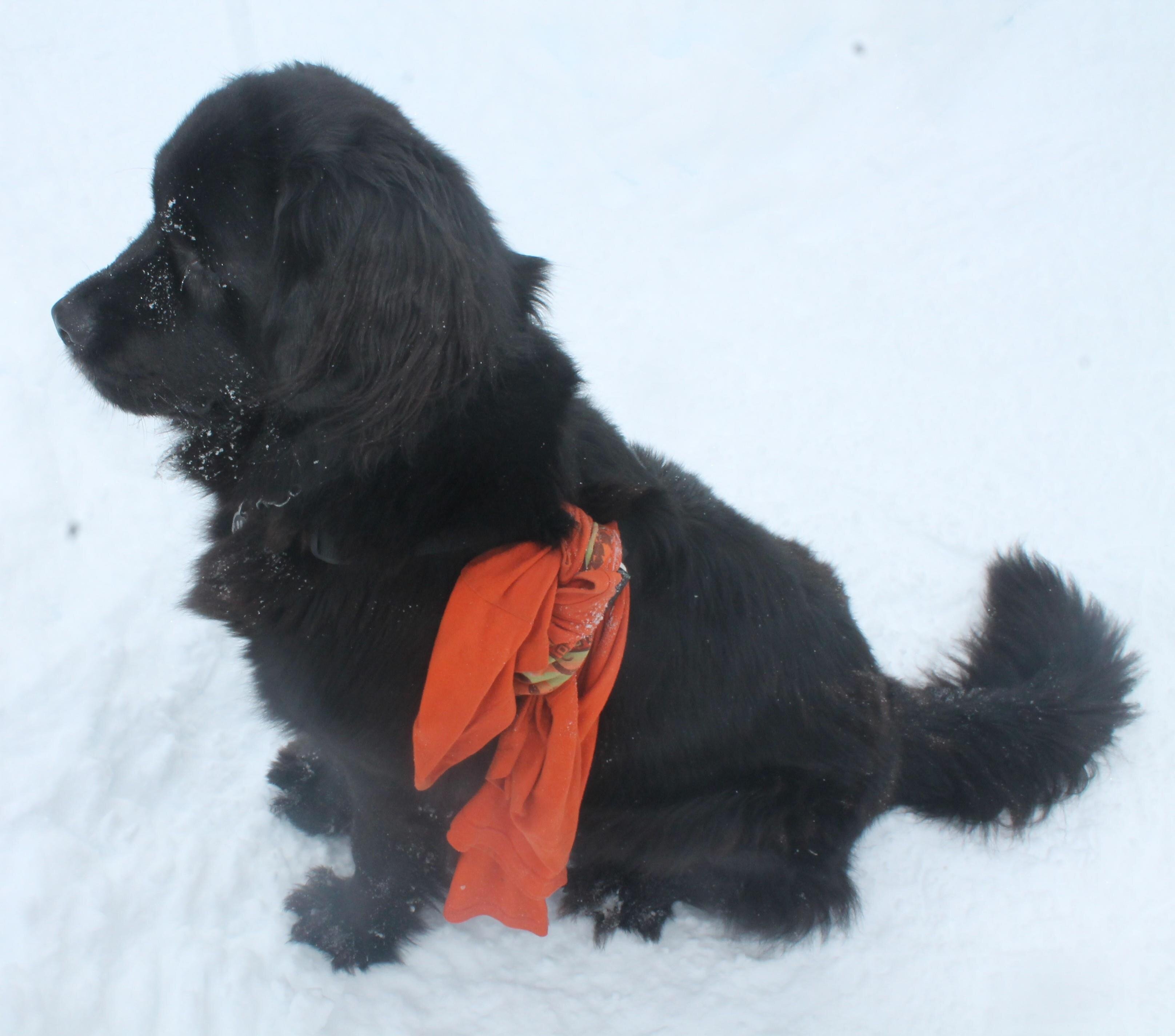 Une soirée jeux aux côtés d'un beau toutou ?